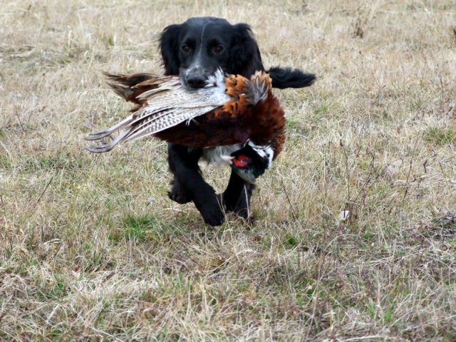cocker au rapport