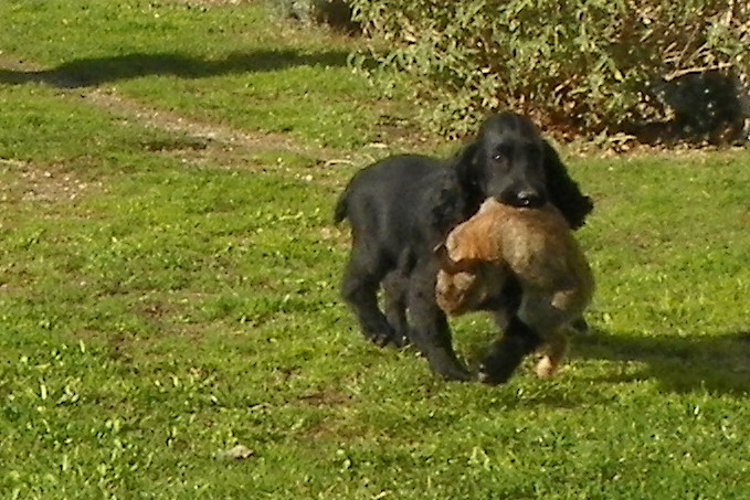 chiots